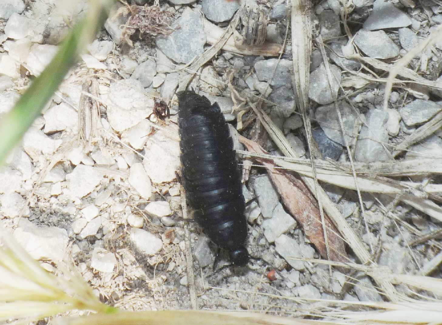 Ablattaria laevigata: la metamorfosi
